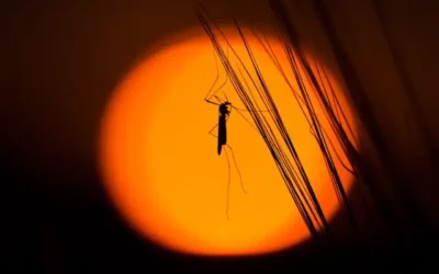 First case of Japanese encephalitis in NSW…