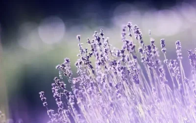 Catnip vs DEET: Natural Mosquito Repellent Effectiveness…